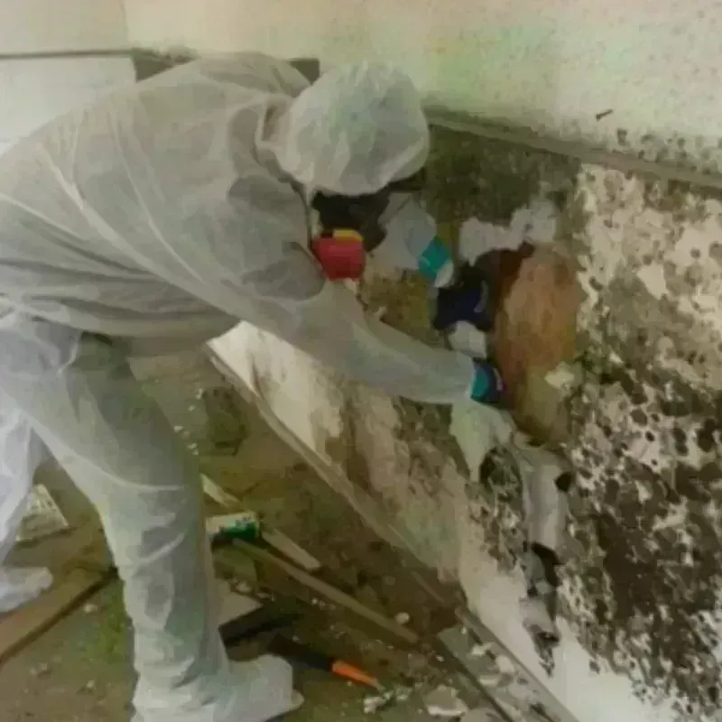 Mold Remediation and Removal in Brookland, AR